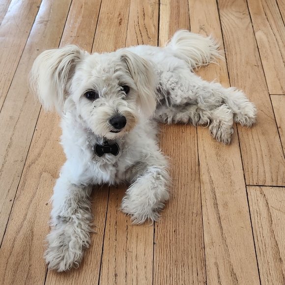 Meet your Posher, Nikki - Picture 3 of 5